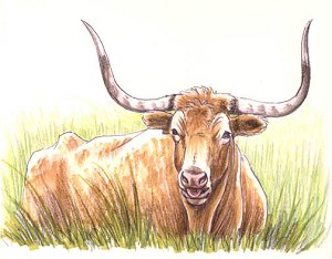 Longhorn in the grass